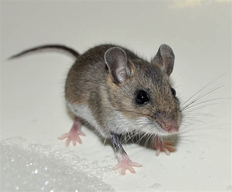 Rat And Mouse Exterminator Melbourne Pest Control Melbourne