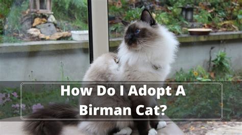 How Do I Adopt A Birman A Complete Guide In 2022 Oxford Pets