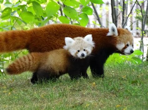 Toronto Zoo Welcomes Twin Giant Panda Cubs Video Red Panda Baby