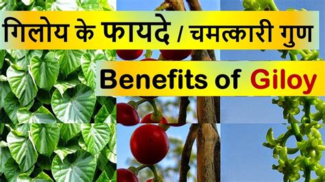 We've rounded up the best hair serum money can buy for all different hair types and budgets. Benefits of Giloy | How to Improve Immunity | Giloy ke ...
