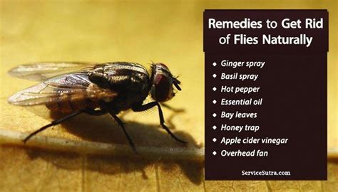 Here are some effective ways to protect your weed. How to Get Rid of Flies Easily and Naturally - 8 best ways ...