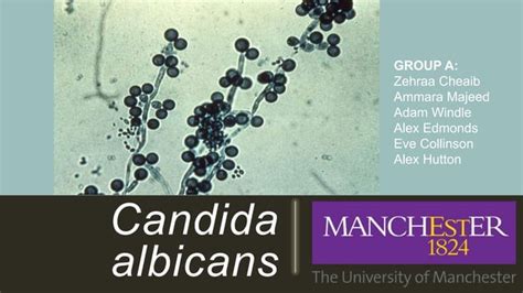 Microbial Cv On Candida Albicans