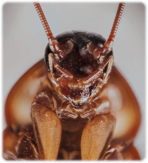 Collection 96 Images What Does A Cockroach Look Like Up Close Updated 112023