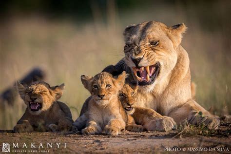Photoseries The Best Wild Mothers Of The African Bush Africa Geographic