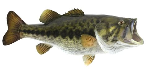 91 free images of big fish. Largemouth Bass Fish mount | mounted fish | fish trophy