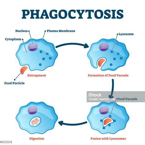 Phagocytosis Vector Illustration Labeled Endocytosis Type Educational