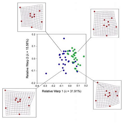 Relative Warps Scatterplot Shown In Figure 4d With Superimposed