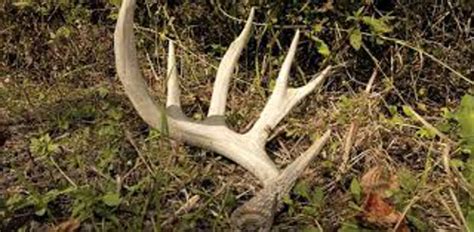 When Do Whitetail Deer Shed Their Antlers 2019when Do