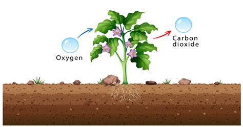 What Is Passive Diffusion