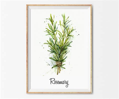 Rosemary Botanical Print Rosemary Watercolor Rosemary Print Etsy