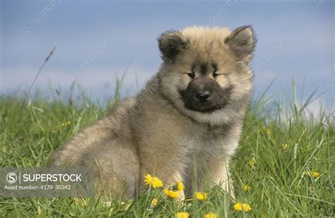 Eurasier Puppy Superstock