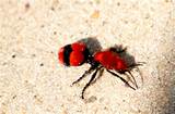 Images of Cow Killer Wasp