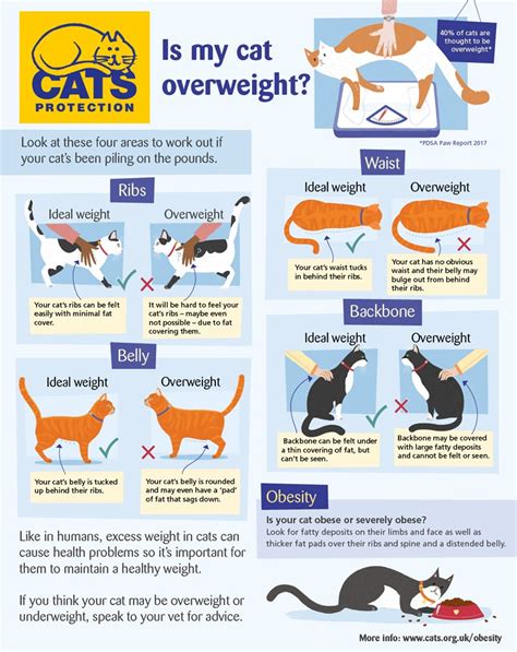 Cats that don't feel full pester for more food, which can be a huge barrier to healthy weight loss. Cat Obesity - How to Keep Your Cat Healthy | Cats Protection