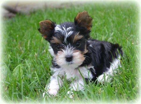 Have one to enjoy yourself. Yorkie puppies for Sale in Le Roy, Minnesota Classified | AmericanListed.com