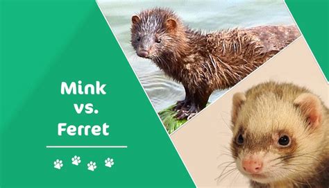 They're social creatures, and need the companionship of their own. Are Minks Good Pets - The Y Guide
