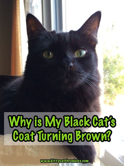 Why Is My Black Cats Fur Turning Brown Georgia Has Rasmussen