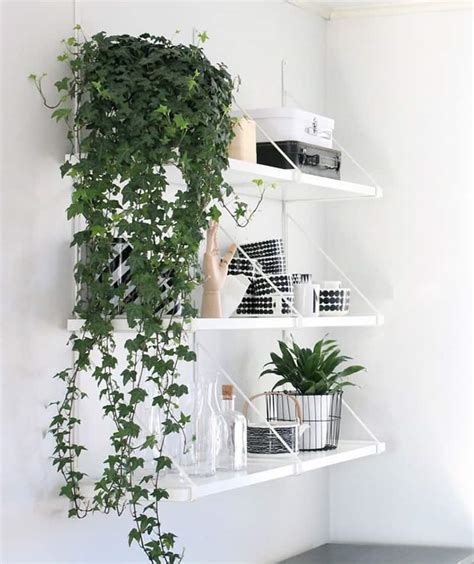 How To Decorate Your Interior With Green Indoor Plants And