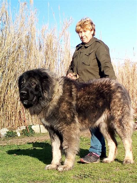 Meet The Central Asian Shepherd Dog Modern Molosser