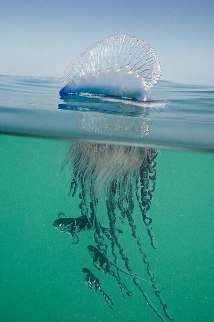 1707 any of a genus (physalia of the family physaliidae) of large tropical and subtropical pelagic siphonophores having a crested bladderlike float which bears the colony… … Man o' War | Flickr - Photo Sharing!