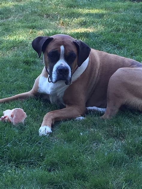 We a are a small kennel located in east texas. Northwest Boxer Rescue - 113 Photos - Animal Shelters ...