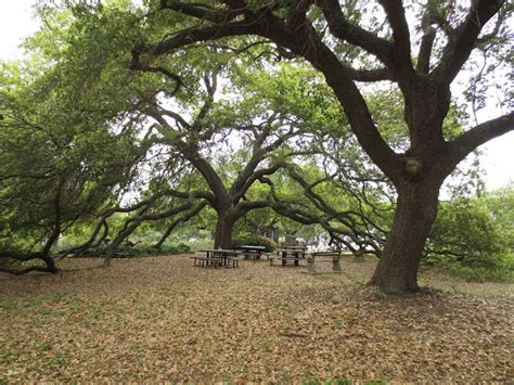 Remarkable Trees Of Texas