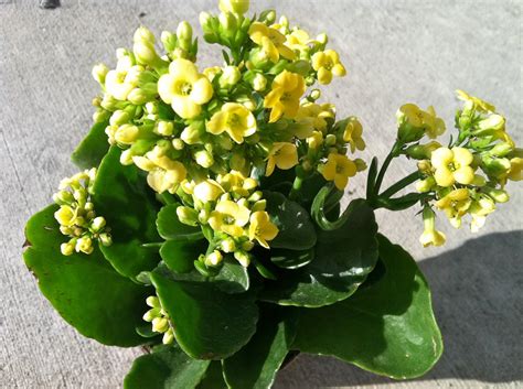 They're sure to light up any room when you walk in. NEW 804 SUCCULENT PLANT WITH SMALL YELLOW FLOWERS ...