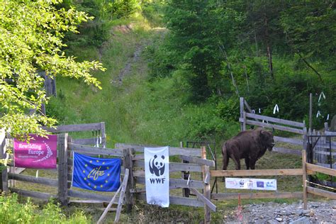 First All Male European Bison Transport To Boost Herd Genetics In The