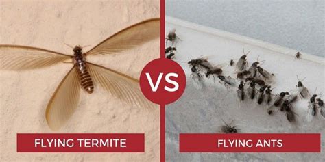 Flying Termites Vs Flying Ants Flying Termites Termites Flying Ants