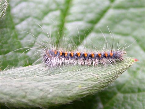 Oak Eggar Early Instar Larva Ukmoths