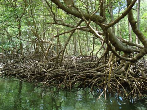 Mangrove Trees National Geographic Society