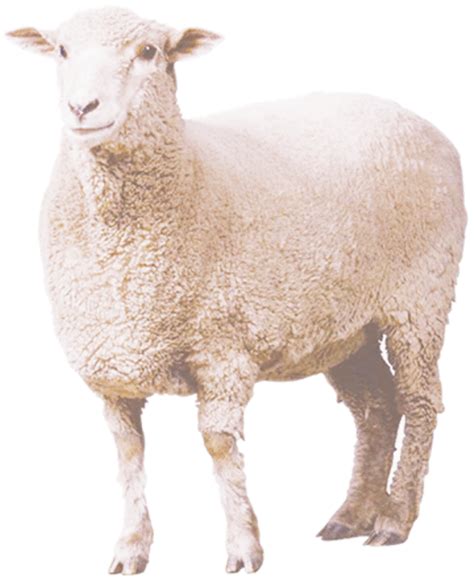 Sheep Curly Sheep Png Download 556683 Free Transparent Eid Al