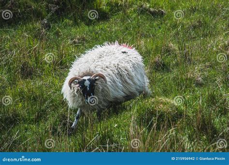 Blackface Sheep Grazing In The Isle Of Skye Scotland Stock Photo