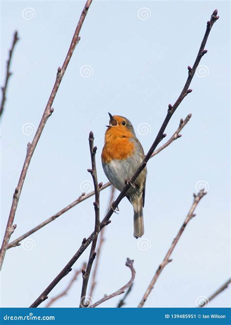 Robin Red Breast Singing Stock Image Image Of Bird 139485951