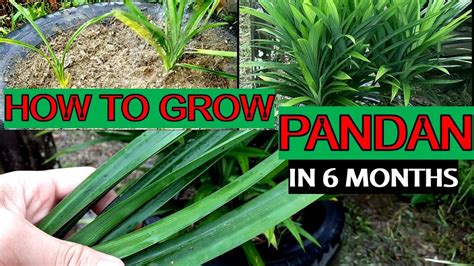 How To Grow Pandan At Home In 6 Months Youtube