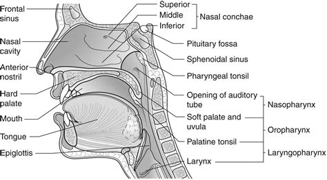 Sinus Ears Nose And Throat Anatomy