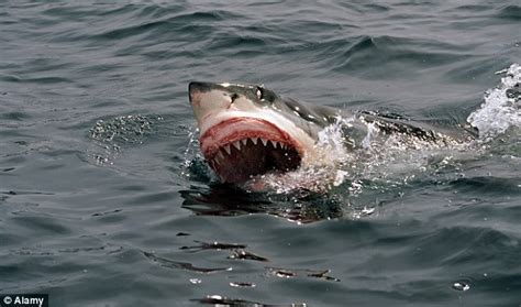 See more of the bay bay man on facebook. Man attacked and Killed by Shark In Byron Bay, Australia's ...