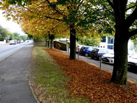 Fallen Leaves Along Old Mountfield Road © Kenneth Allen Cc By Sa2