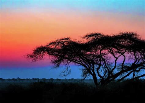 Acacia Tree In The Sunset Photograph By Betty Eich