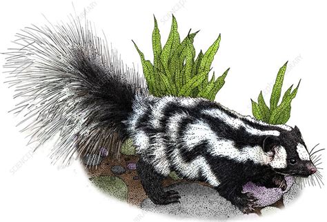 Spotted Skunk Stock Image C0448987 Science Photo Library