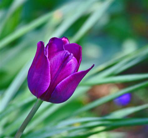 Purple Tulip Photograph By Martin Morehead Pixels