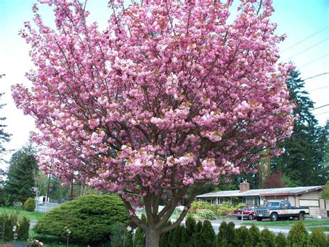 There are over one hundred cherry tree varieties in japan. Cherry Tree Cerejeira Sakura Bonsai Sementes Flor - R$ 15 ...