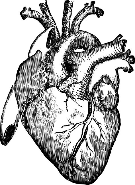 Vintage Anatomical Heart Drawing At Free For Personal