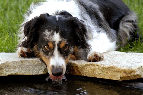 Enlarged Liver In Dogs Symptoms Causes Diagnosis Treatment