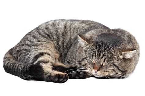 Gray Cat Sleeping On A White Background Isolated Stock Image Image