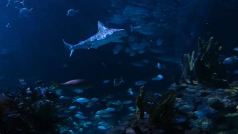 Ripleys Aquarium Worlds Longest Underwater Viewing Tunnel Youtube