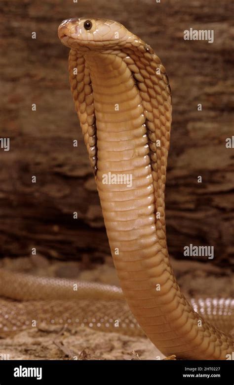 Chinese Cobra Naja Atra Raised With Hood Extended In Aggressive