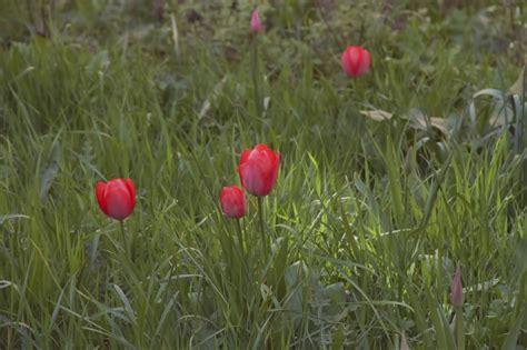 Flower Nature Red Tulips In The Grass 2010 Karen Pratt Photography