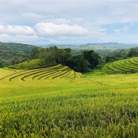 Candapdapan Rice Terraces Candijay 2022 What To Know Before You Go