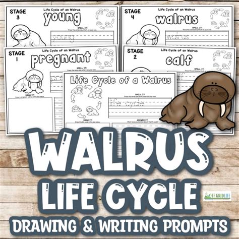 Walrus Life Cycle Drawing And Writing Prompts An Off Grid Life