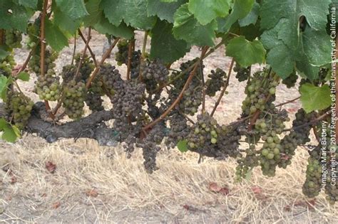Check spelling or type a new query. Resistance to the QoI (Strobilurin) Fungicides in Grape ...